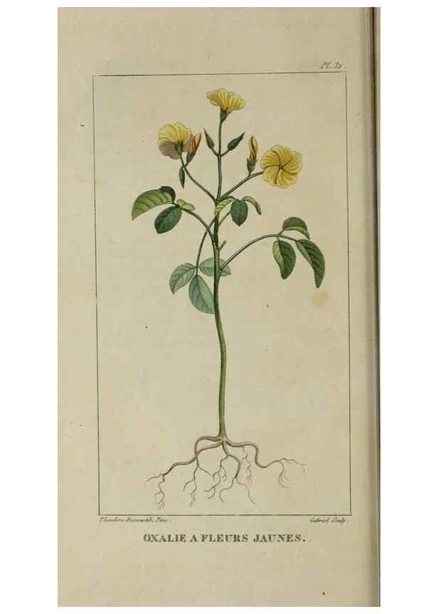 Reproducción/Reproduction 49742628088: Flore pittoresque et médicale des Antilles, ou, Histoire naturelle des plantes usuelles des colonies françaises, anglaises, espagnoles, et portugaises /. Paris :Ches l'Editeur,1833.. 