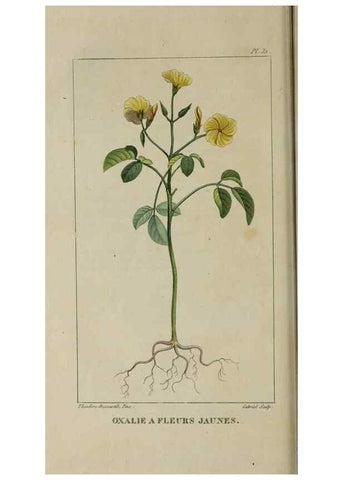 Reproducción/Reproduction 49742628088: Flore pittoresque et médicale des Antilles, ou, Histoire naturelle des plantes usuelles des colonies françaises, anglaises, espagnoles, et portugaises /. Paris :Ches l'Editeur,1833.. 