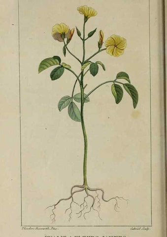 Reproducción/Reproduction 49742628088: Flore pittoresque et médicale des Antilles, ou, Histoire naturelle des plantes usuelles des colonies françaises, anglaises, espagnoles, et portugaises /. Paris :Ches l'Editeur,1833.. 