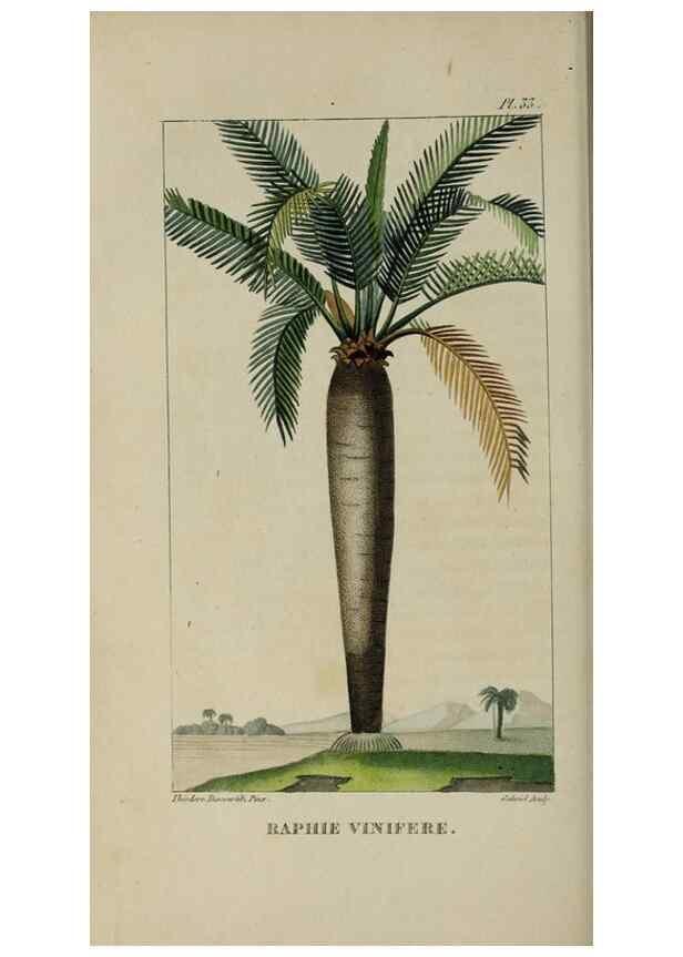 Reproducción/Reproduction 49743499207: Flore pittoresque et médicale des Antilles, ou, Histoire naturelle des plantes usuelles des colonies françaises, anglaises, espagnoles, et portugaises /. Paris :Ches l'Editeur,1833.. 