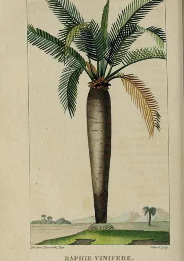 Reproducción/Reproduction 49743499207: Flore pittoresque et médicale des Antilles, ou, Histoire naturelle des plantes usuelles des colonies françaises, anglaises, espagnoles, et portugaises /. Paris :Ches l'Editeur,1833.. 
