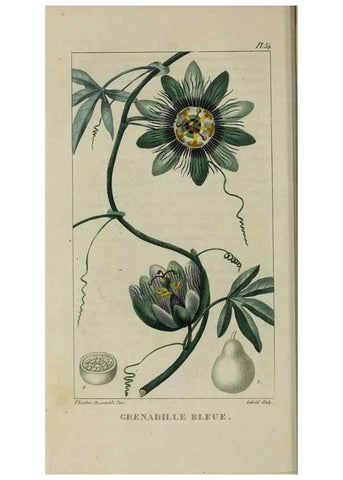 Reproducción/Reproduction 49743178011: Flore pittoresque et médicale des Antilles, ou, Histoire naturelle des plantes usuelles des colonies françaises, anglaises, espagnoles, et portugaises /. Paris :Ches l'Editeur,1833.. 