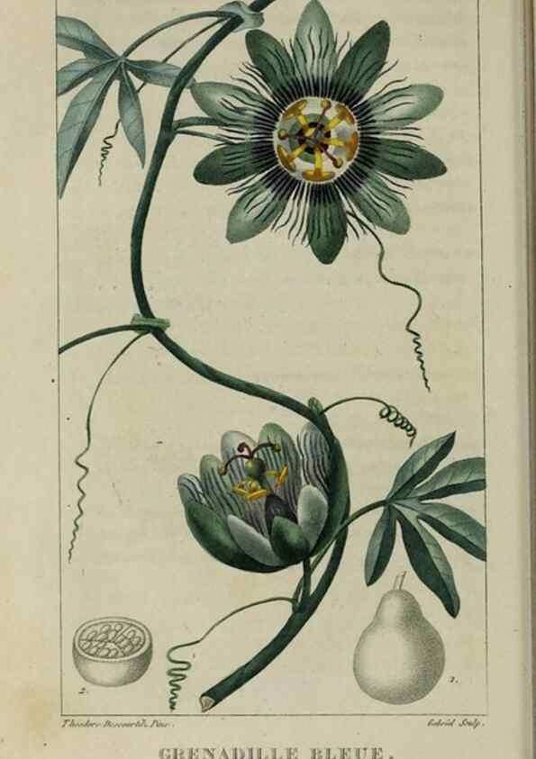 Reproducción/Reproduction 49743178011: Flore pittoresque et médicale des Antilles, ou, Histoire naturelle des plantes usuelles des colonies françaises, anglaises, espagnoles, et portugaises /. Paris :Ches l'Editeur,1833.. 