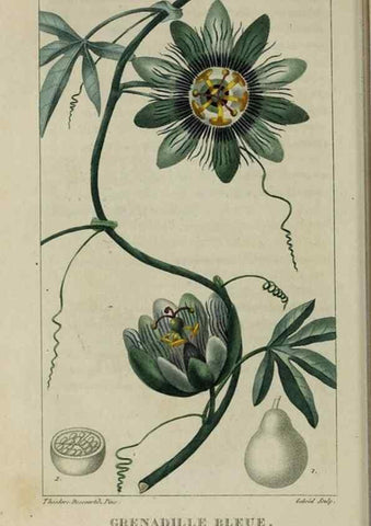 Reproducción/Reproduction 49743178011: Flore pittoresque et médicale des Antilles, ou, Histoire naturelle des plantes usuelles des colonies françaises, anglaises, espagnoles, et portugaises /. Paris :Ches l'Editeur,1833.. 