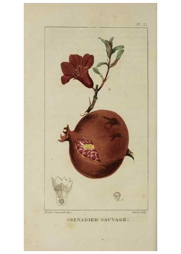 Reproducción/Reproduction 49743178341: Flore pittoresque et médicale des Antilles, ou, Histoire naturelle des plantes usuelles des colonies françaises, anglaises, espagnoles, et portugaises /. Paris :Ches l'Editeur,1833.. 