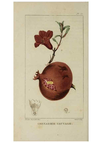 Reproducción/Reproduction 49743178341: Flore pittoresque et médicale des Antilles, ou, Histoire naturelle des plantes usuelles des colonies françaises, anglaises, espagnoles, et portugaises /. Paris :Ches l'Editeur,1833.. 