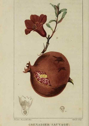 Reproducción/Reproduction 49743178341: Flore pittoresque et médicale des Antilles, ou, Histoire naturelle des plantes usuelles des colonies françaises, anglaises, espagnoles, et portugaises /. Paris :Ches l'Editeur,1833.. 