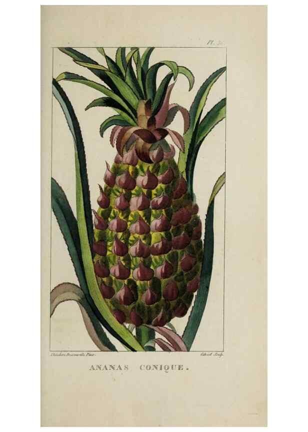 Reproducción/Reproduction 49742629338: Flore pittoresque et médicale des Antilles, ou, Histoire naturelle des plantes usuelles des colonies françaises, anglaises, espagnoles, et portugaises /. Paris :Ches l'Editeur,1833.. 