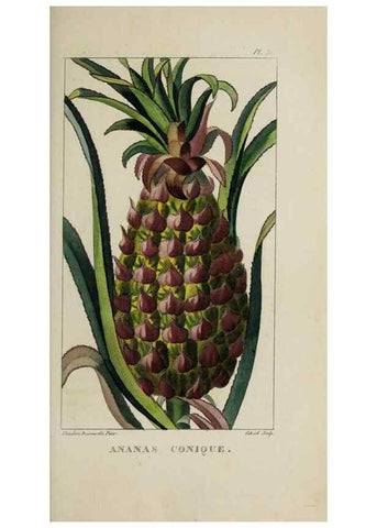 Reproducción/Reproduction 49742629338: Flore pittoresque et médicale des Antilles, ou, Histoire naturelle des plantes usuelles des colonies françaises, anglaises, espagnoles, et portugaises /. Paris :Ches l'Editeur,1833.. 