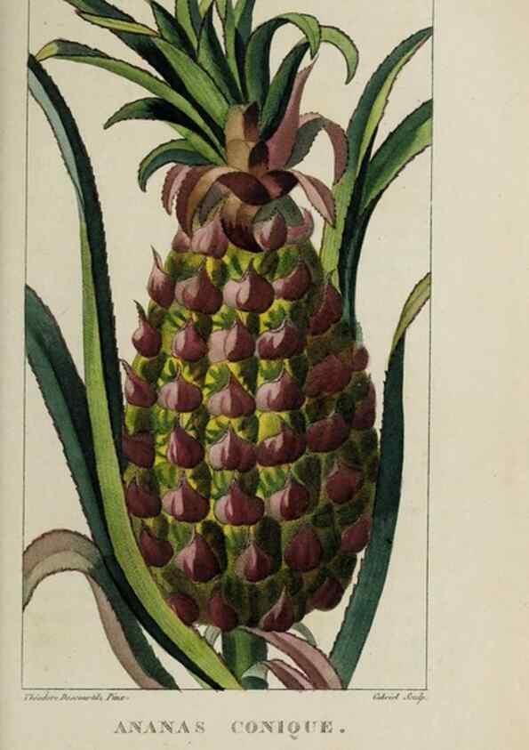 Reproducción/Reproduction 49742629338: Flore pittoresque et médicale des Antilles, ou, Histoire naturelle des plantes usuelles des colonies françaises, anglaises, espagnoles, et portugaises /. Paris :Ches l'Editeur,1833.. 