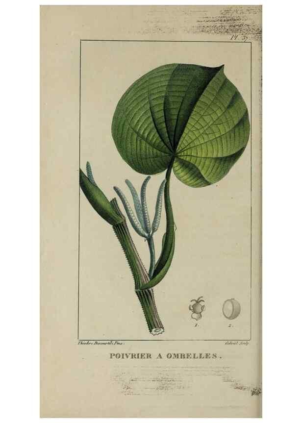 Reproducción/Reproduction 49743178906: Flore pittoresque et médicale des Antilles, ou, Histoire naturelle des plantes usuelles des colonies françaises, anglaises, espagnoles, et portugaises /. Paris :Ches l'Editeur,1833.. 