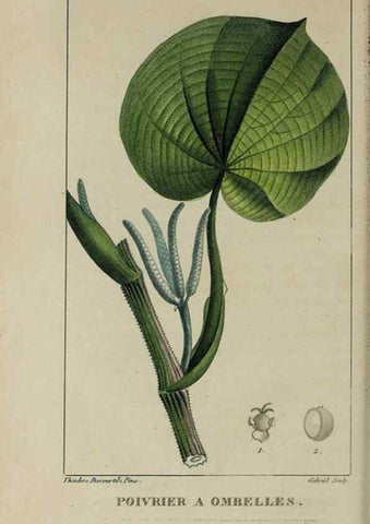 Reproducción/Reproduction 49743178906: Flore pittoresque et médicale des Antilles, ou, Histoire naturelle des plantes usuelles des colonies françaises, anglaises, espagnoles, et portugaises /. Paris :Ches l'Editeur,1833.. 