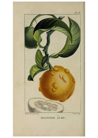 Reproducción/Reproduction 49743500997: Flore pittoresque et médicale des Antilles, ou, Histoire naturelle des plantes usuelles des colonies françaises, anglaises, espagnoles, et portugaises /. Paris :Ches l'Editeur,1833.. 