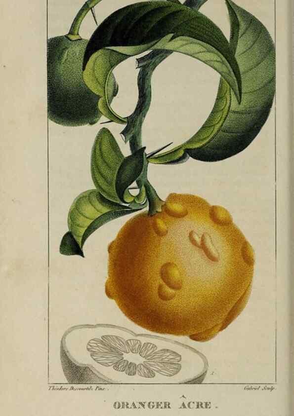 Reproducción/Reproduction 49743500997: Flore pittoresque et médicale des Antilles, ou, Histoire naturelle des plantes usuelles des colonies françaises, anglaises, espagnoles, et portugaises /. Paris :Ches l'Editeur,1833.. 