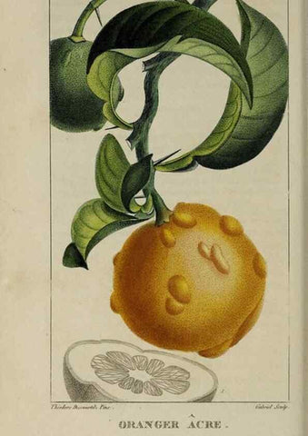 Reproducción/Reproduction 49743500997: Flore pittoresque et médicale des Antilles, ou, Histoire naturelle des plantes usuelles des colonies françaises, anglaises, espagnoles, et portugaises /. Paris :Ches l'Editeur,1833.. 