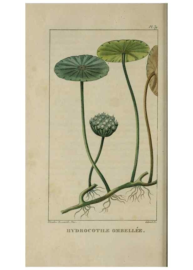 Reproducción/Reproduction 49743501327: Flore pittoresque et médicale des Antilles, ou, Histoire naturelle des plantes usuelles des colonies françaises, anglaises, espagnoles, et portugaises /. Paris :Ches l'Editeur,1833.. 