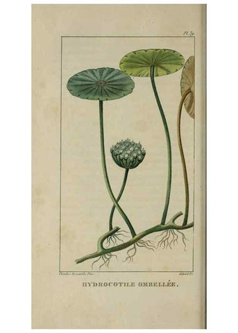 Reproducción/Reproduction 49743501327: Flore pittoresque et médicale des Antilles, ou, Histoire naturelle des plantes usuelles des colonies françaises, anglaises, espagnoles, et portugaises /. Paris :Ches l'Editeur,1833.. 
