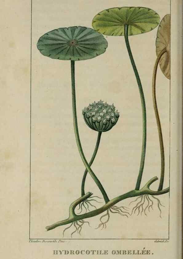 Reproducción/Reproduction 49743501327: Flore pittoresque et médicale des Antilles, ou, Histoire naturelle des plantes usuelles des colonies françaises, anglaises, espagnoles, et portugaises /. Paris :Ches l'Editeur,1833.. 