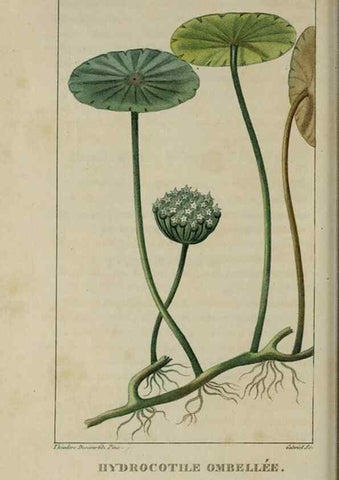 Reproducción/Reproduction 49743501327: Flore pittoresque et médicale des Antilles, ou, Histoire naturelle des plantes usuelles des colonies françaises, anglaises, espagnoles, et portugaises /. Paris :Ches l'Editeur,1833.. 
