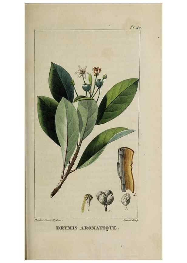 Reproducción/Reproduction 49742630953: Flore pittoresque et médicale des Antilles, ou, Histoire naturelle des plantes usuelles des colonies françaises, anglaises, espagnoles, et portugaises /. Paris :Ches l'Editeur,1833.. 