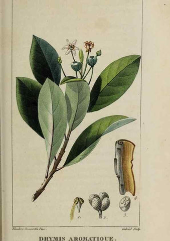 Reproducción/Reproduction 49742630953: Flore pittoresque et médicale des Antilles, ou, Histoire naturelle des plantes usuelles des colonies françaises, anglaises, espagnoles, et portugaises /. Paris :Ches l'Editeur,1833.. 
