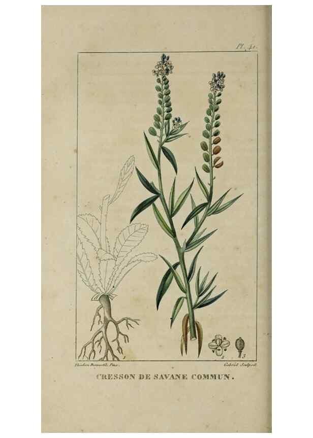 Reproducción/Reproduction 49742631313: Flore pittoresque et médicale des Antilles, ou, Histoire naturelle des plantes usuelles des colonies françaises, anglaises, espagnoles, et portugaises /. Paris :Ches l'Editeur,1833.. 