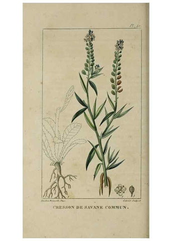 Reproducción/Reproduction 49742631313: Flore pittoresque et médicale des Antilles, ou, Histoire naturelle des plantes usuelles des colonies françaises, anglaises, espagnoles, et portugaises /. Paris :Ches l'Editeur,1833.. 