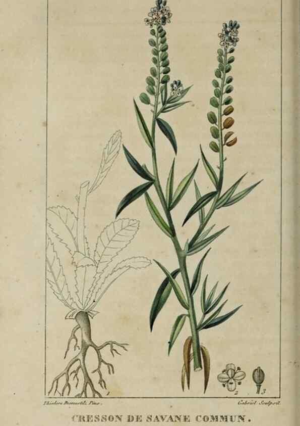 Reproducción/Reproduction 49742631313: Flore pittoresque et médicale des Antilles, ou, Histoire naturelle des plantes usuelles des colonies françaises, anglaises, espagnoles, et portugaises /. Paris :Ches l'Editeur,1833.. 