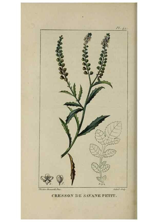 Reproducción/Reproduction 49742631783: Flore pittoresque et médicale des Antilles, ou, Histoire naturelle des plantes usuelles des colonies françaises, anglaises, espagnoles, et portugaises /. Paris :Ches l'Editeur,1833.. 