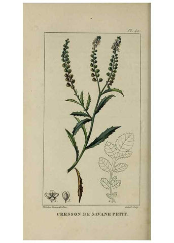 Reproducción/Reproduction 49742631783: Flore pittoresque et médicale des Antilles, ou, Histoire naturelle des plantes usuelles des colonies françaises, anglaises, espagnoles, et portugaises /. Paris :Ches l'Editeur,1833.. 