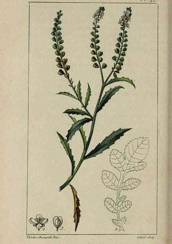 Reproducción/Reproduction 49742631783: Flore pittoresque et médicale des Antilles, ou, Histoire naturelle des plantes usuelles des colonies françaises, anglaises, espagnoles, et portugaises /. Paris :Ches l'Editeur,1833.. 