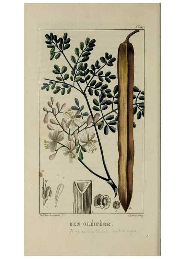 Reproducción/Reproduction 49743175491: Flore pittoresque et médicale des Antilles, ou, Histoire naturelle des plantes usuelles des colonies françaises, anglaises, espagnoles, et portugaises /. Paris :Ches l'Editeur,1833.. 