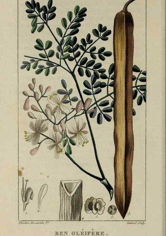 Reproducción/Reproduction 49743175491: Flore pittoresque et médicale des Antilles, ou, Histoire naturelle des plantes usuelles des colonies françaises, anglaises, espagnoles, et portugaises /. Paris :Ches l'Editeur,1833.. 