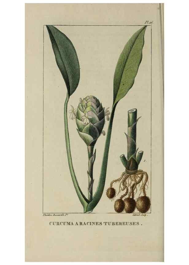 Reproducción/Reproduction 49742626013: Flore pittoresque et médicale des Antilles, ou, Histoire naturelle des plantes usuelles des colonies françaises, anglaises, espagnoles, et portugaises /. Paris :Ches l'Editeur,1833.. 