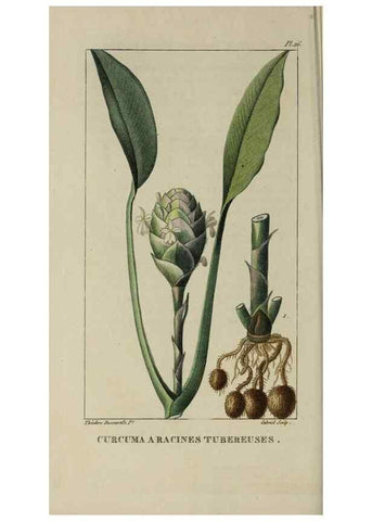 Reproducción/Reproduction 49742626013: Flore pittoresque et médicale des Antilles, ou, Histoire naturelle des plantes usuelles des colonies françaises, anglaises, espagnoles, et portugaises /. Paris :Ches l'Editeur,1833.. 