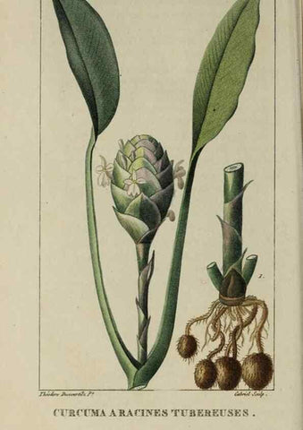 Reproducción/Reproduction 49742626013: Flore pittoresque et médicale des Antilles, ou, Histoire naturelle des plantes usuelles des colonies françaises, anglaises, espagnoles, et portugaises /. Paris :Ches l'Editeur,1833.. 
