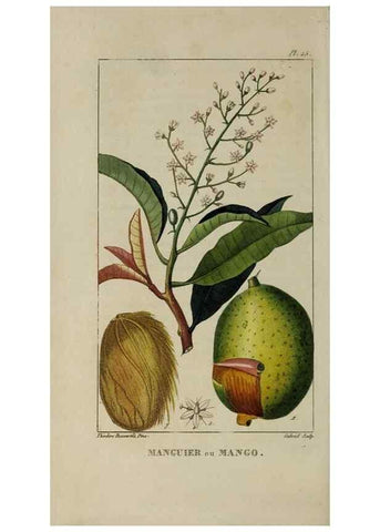 Reproducción/Reproduction 49742625753: Flore pittoresque et médicale des Antilles, ou, Histoire naturelle des plantes usuelles des colonies françaises, anglaises, espagnoles, et portugaises /. Paris :Ches l'Editeur,1833.. 