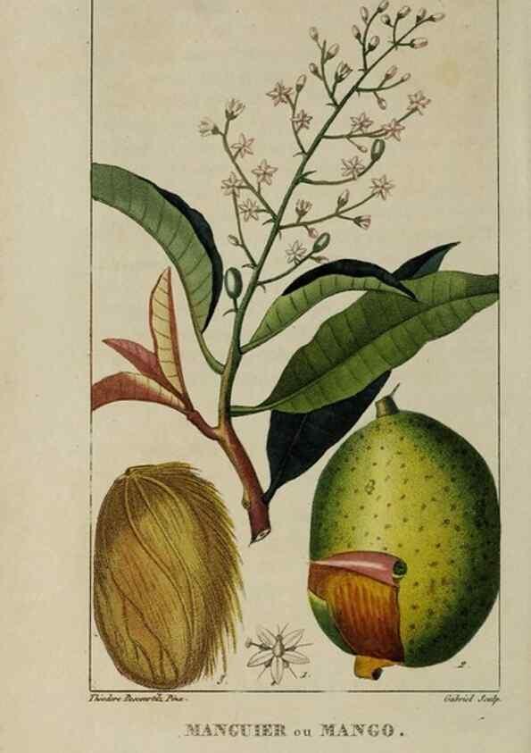 Reproducción/Reproduction 49742625753: Flore pittoresque et médicale des Antilles, ou, Histoire naturelle des plantes usuelles des colonies françaises, anglaises, espagnoles, et portugaises /. Paris :Ches l'Editeur,1833.. 
