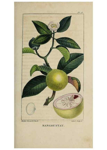 Reproducción/Reproduction 49743174651: Flore pittoresque et médicale des Antilles, ou, Histoire naturelle des plantes usuelles des colonies françaises, anglaises, espagnoles, et portugaises /. Paris :Ches l'Editeur,1833.. 