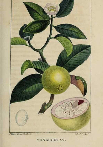 Reproducción/Reproduction 49743174651: Flore pittoresque et médicale des Antilles, ou, Histoire naturelle des plantes usuelles des colonies françaises, anglaises, espagnoles, et portugaises /. Paris :Ches l'Editeur,1833.. 