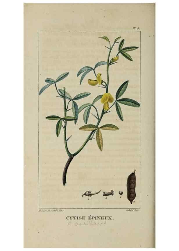 Reproducción/Reproduction 49743491452: Flore pittoresque et médicale des Antilles, ou, Histoire naturelle des plantes usuelles des colonies françaises, anglaises, espagnoles, et portugaises /. Paris :Ches l'Editeur,1833.. 
