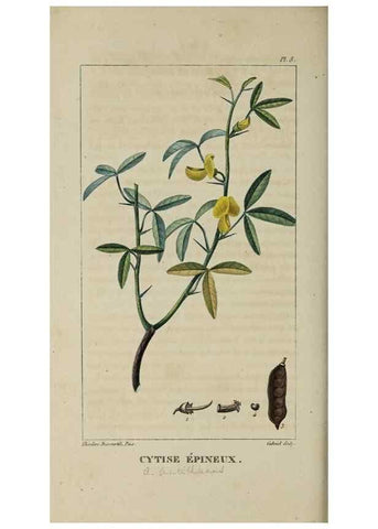 Reproducción/Reproduction 49743491452: Flore pittoresque et médicale des Antilles, ou, Histoire naturelle des plantes usuelles des colonies françaises, anglaises, espagnoles, et portugaises /. Paris :Ches l'Editeur,1833.. 