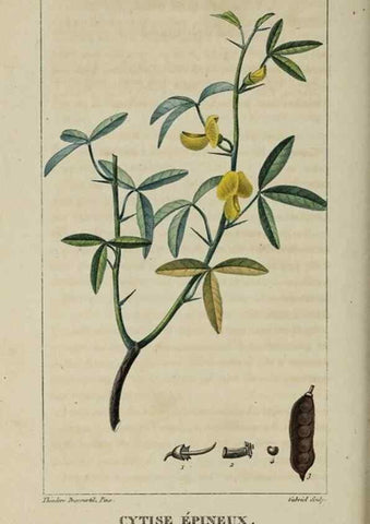Reproducción/Reproduction 49743491452: Flore pittoresque et médicale des Antilles, ou, Histoire naturelle des plantes usuelles des colonies françaises, anglaises, espagnoles, et portugaises /. Paris :Ches l'Editeur,1833.. 