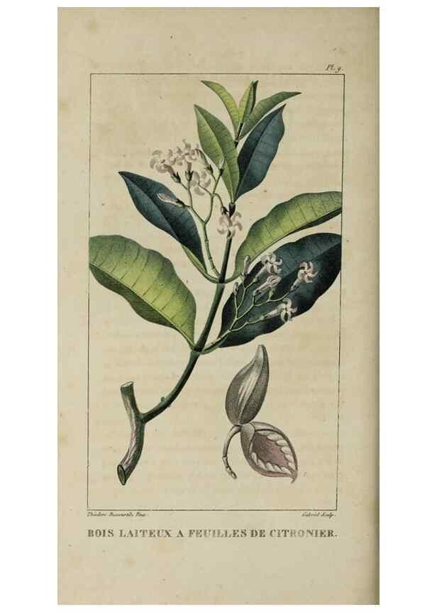 Reproducción/Reproduction 49743491687: Flore pittoresque et médicale des Antilles, ou, Histoire naturelle des plantes usuelles des colonies françaises, anglaises, espagnoles, et portugaises /. Paris :Ches l'Editeur,1833.. 
