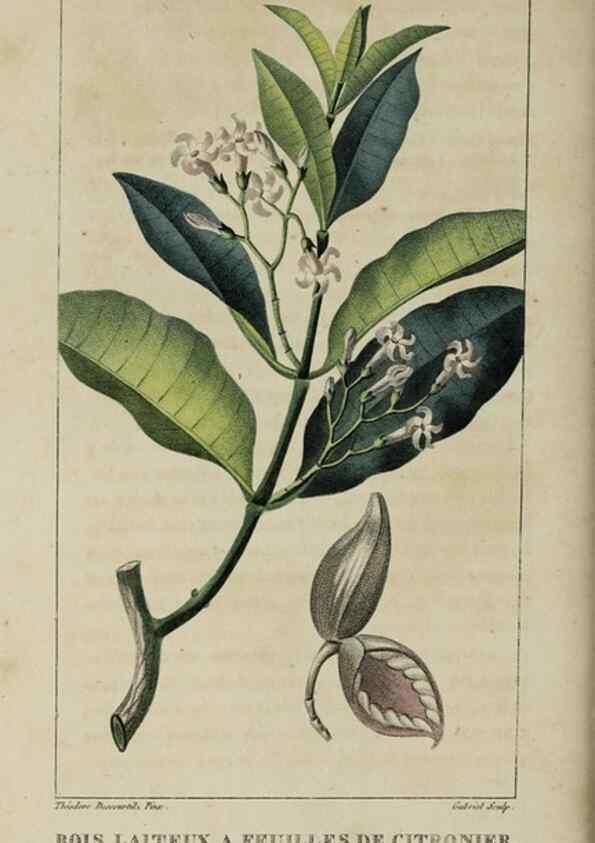 Reproducción/Reproduction 49743491687: Flore pittoresque et médicale des Antilles, ou, Histoire naturelle des plantes usuelles des colonies françaises, anglaises, espagnoles, et portugaises /. Paris :Ches l'Editeur,1833.. 