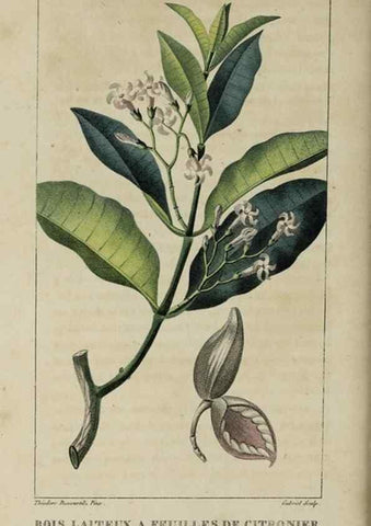 Reproducción/Reproduction 49743491687: Flore pittoresque et médicale des Antilles, ou, Histoire naturelle des plantes usuelles des colonies françaises, anglaises, espagnoles, et portugaises /. Paris :Ches l'Editeur,1833.. 