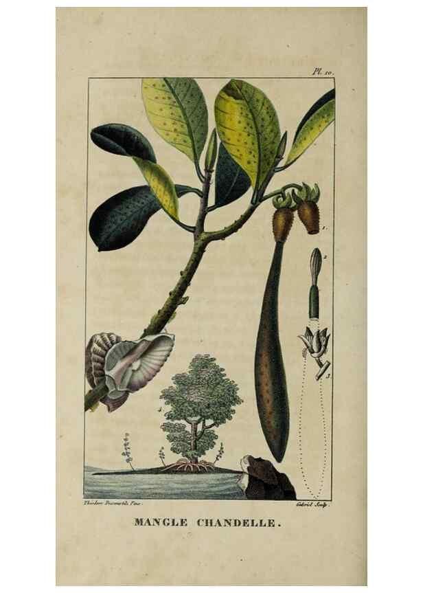 Reproducción/Reproduction 49743170501: Flore pittoresque et médicale des Antilles, ou, Histoire naturelle des plantes usuelles des colonies françaises, anglaises, espagnoles, et portugaises /. Paris :Ches l'Editeur,1833.. 