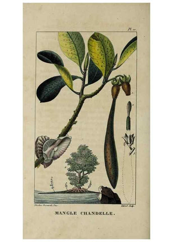 Reproducción/Reproduction 49743170501: Flore pittoresque et médicale des Antilles, ou, Histoire naturelle des plantes usuelles des colonies françaises, anglaises, espagnoles, et portugaises /. Paris :Ches l'Editeur,1833.. 