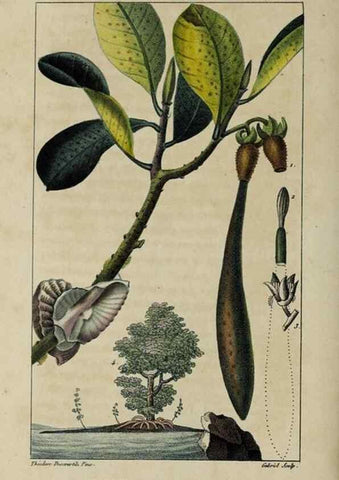Reproducción/Reproduction 49743170501: Flore pittoresque et médicale des Antilles, ou, Histoire naturelle des plantes usuelles des colonies françaises, anglaises, espagnoles, et portugaises /. Paris :Ches l'Editeur,1833.. 