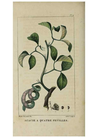 Reproducción/Reproduction 49743492227: Flore pittoresque et médicale des Antilles, ou, Histoire naturelle des plantes usuelles des colonies françaises, anglaises, espagnoles, et portugaises /. Paris :Ches l'Editeur,1833.. 